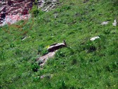 La marmotta al sole La marmotta al sole